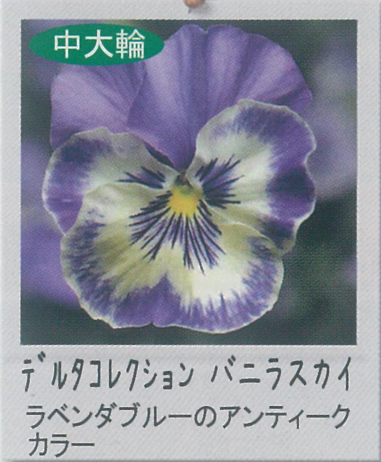 【先行予約商品】【産直】【送料1/2】パンジー デルタコレクション バニラスカイ 3.5号24入り